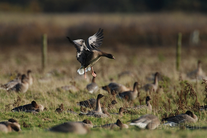 Pink-footed goose landing - K.jpg - Pink-footed goose landing - Norfolk